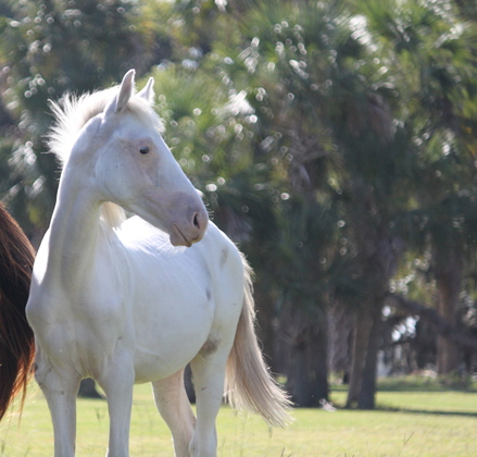 Cumberland Island National Seashore