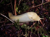 Tongass National Forest