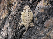 Black Hills National Forest