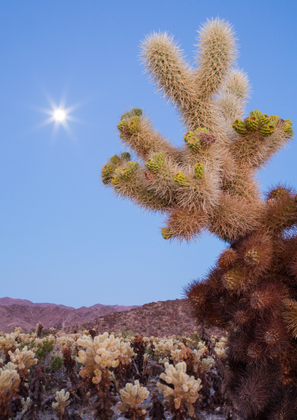 Joshua Tree National Park
