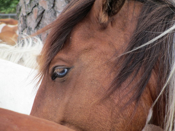 Chincoteague Wildlife Refuge