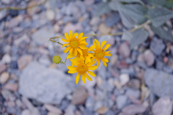 Death Valley National Park