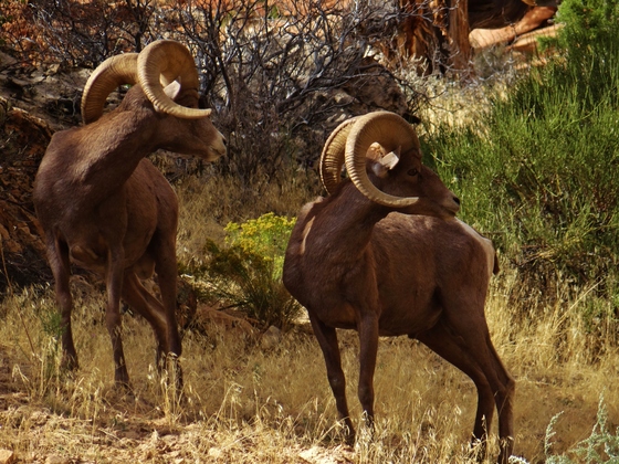 Zion National Park