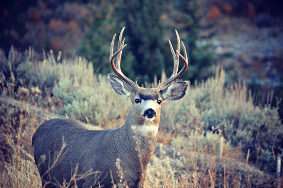 Yellowstone National Park