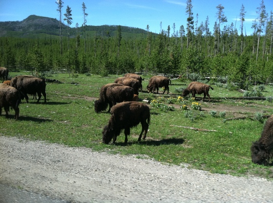 YELLOWSTONE 