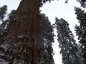 Sequoia National Park