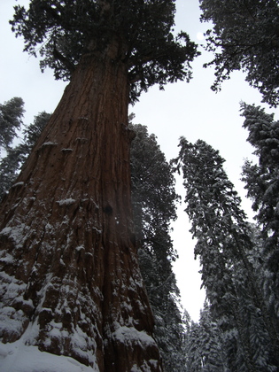 Sequoia National Park