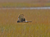 Bombay Hook NWR Delaware