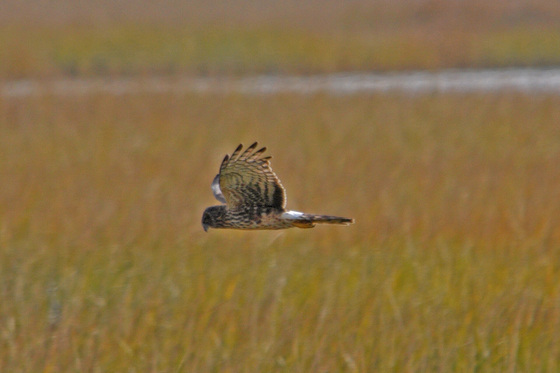 Bombay Hook NWR Delaware