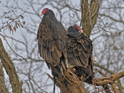 Bombay Hook NWR Delaware