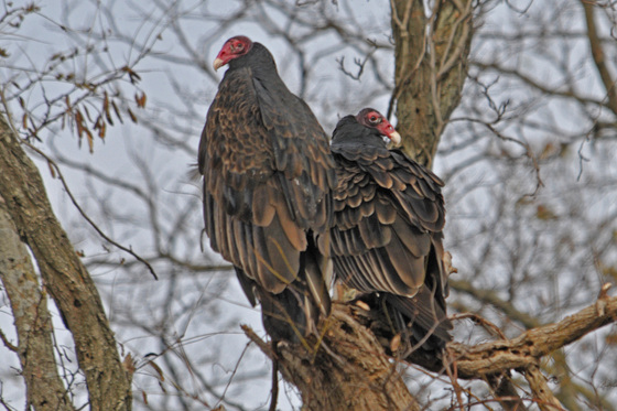 Bombay Hook NWR Delaware