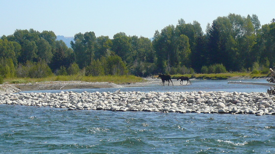 Grand Tetons near Yellowstone