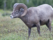 Glacier National Park