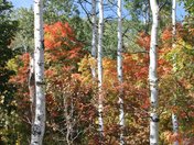 Wasatch National Forest