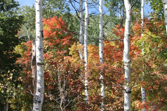 Wasatch National Forest