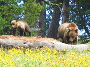 Yellowstone National Park