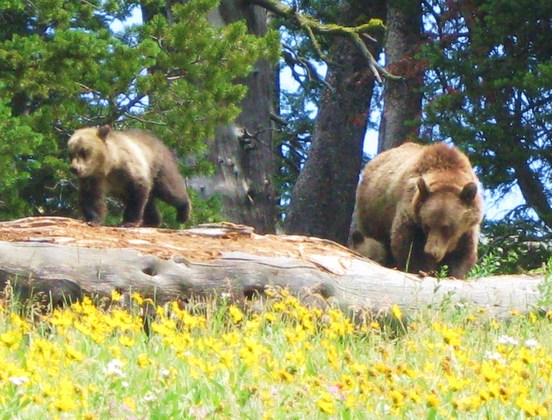 Yellowstone National Park