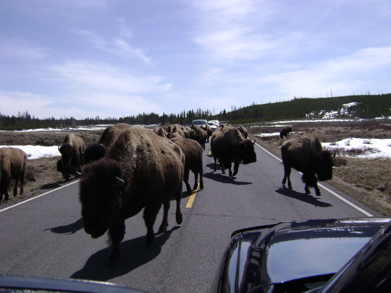 Yellowstone