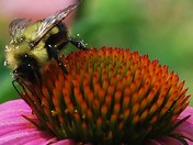 Pollen, pollen, pollen!