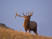 National Bison Range