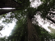 The Redwood Forest
