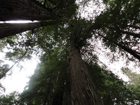 The Redwood Forest