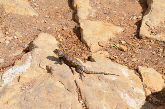 grand canyon