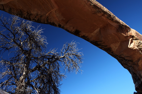 Natural Bridges National Monument
