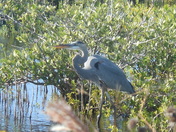 Merritt Island National Wildlife Refuge