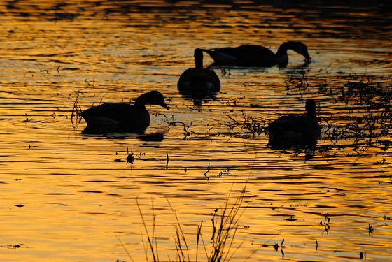 John Heinz National Wildlife Refuge