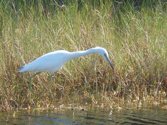 Merrit Island National Wildlife Refuge