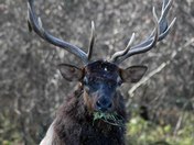 Smoky mountain national park