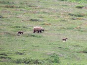 Denali National Park , AK