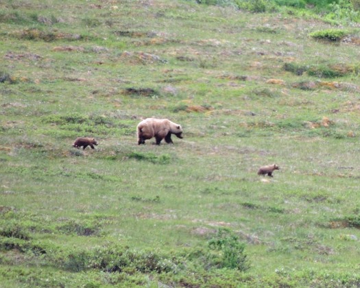 Denali National Park , AK