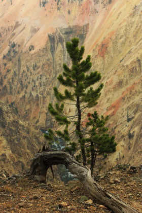 Yellowstone National Park