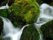 Olympic National Park