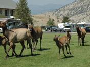 Yellowstone National park