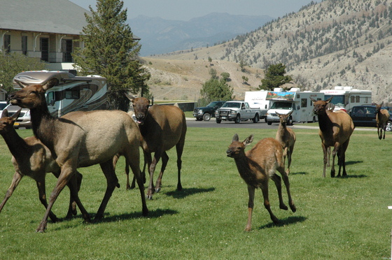 Yellowstone National park