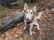 Chattahoochee National Forest