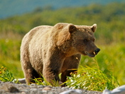 Katmai National Park