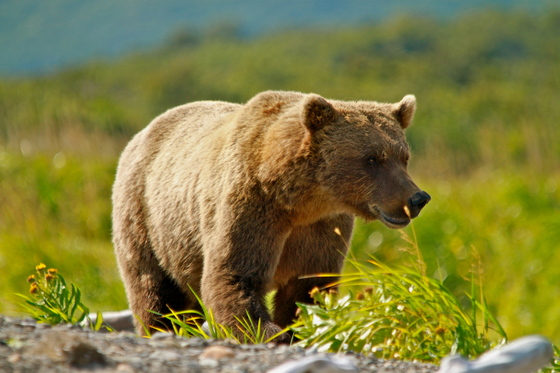 Katmai National Park