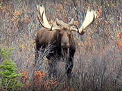 Denali National Park - Alaska