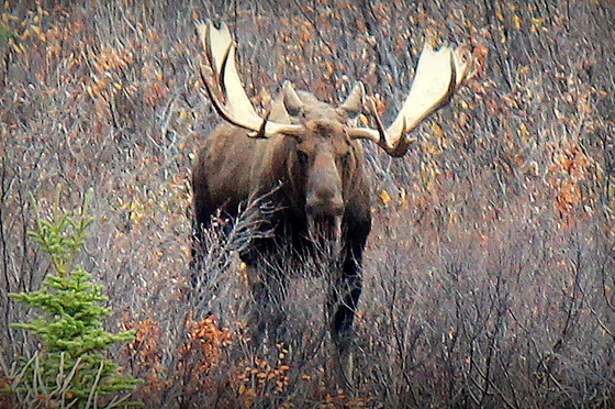 Denali National Park - Alaska