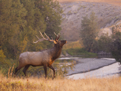 National Bison Range