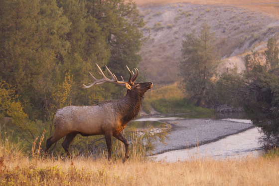National Bison Range