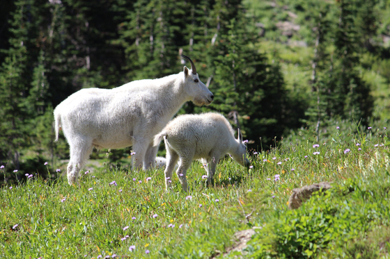 Glacier National Park