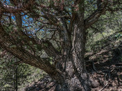 Cibola National Forest and National Grasslands