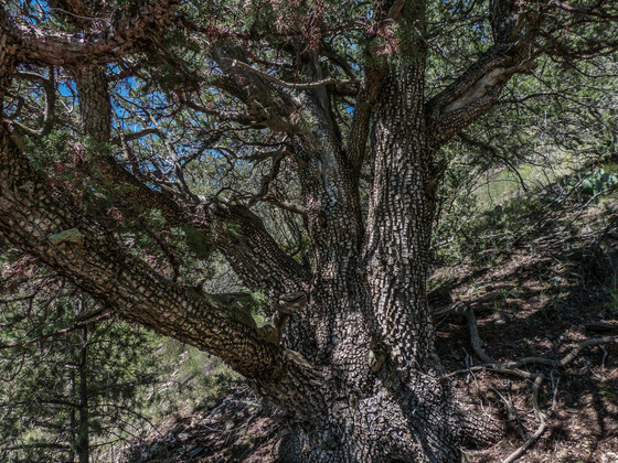 Cibola National Forest and National Grasslands