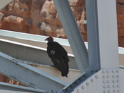 Grand Caanyon National Park