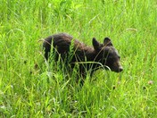 Great Smoky Mountains National Park